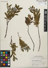 Foto von Salix pedicellaris Pursh